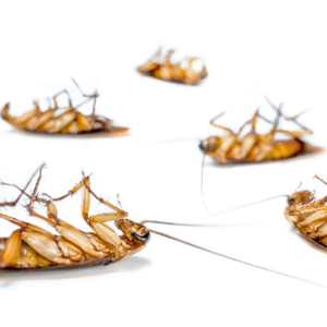 pest control luton